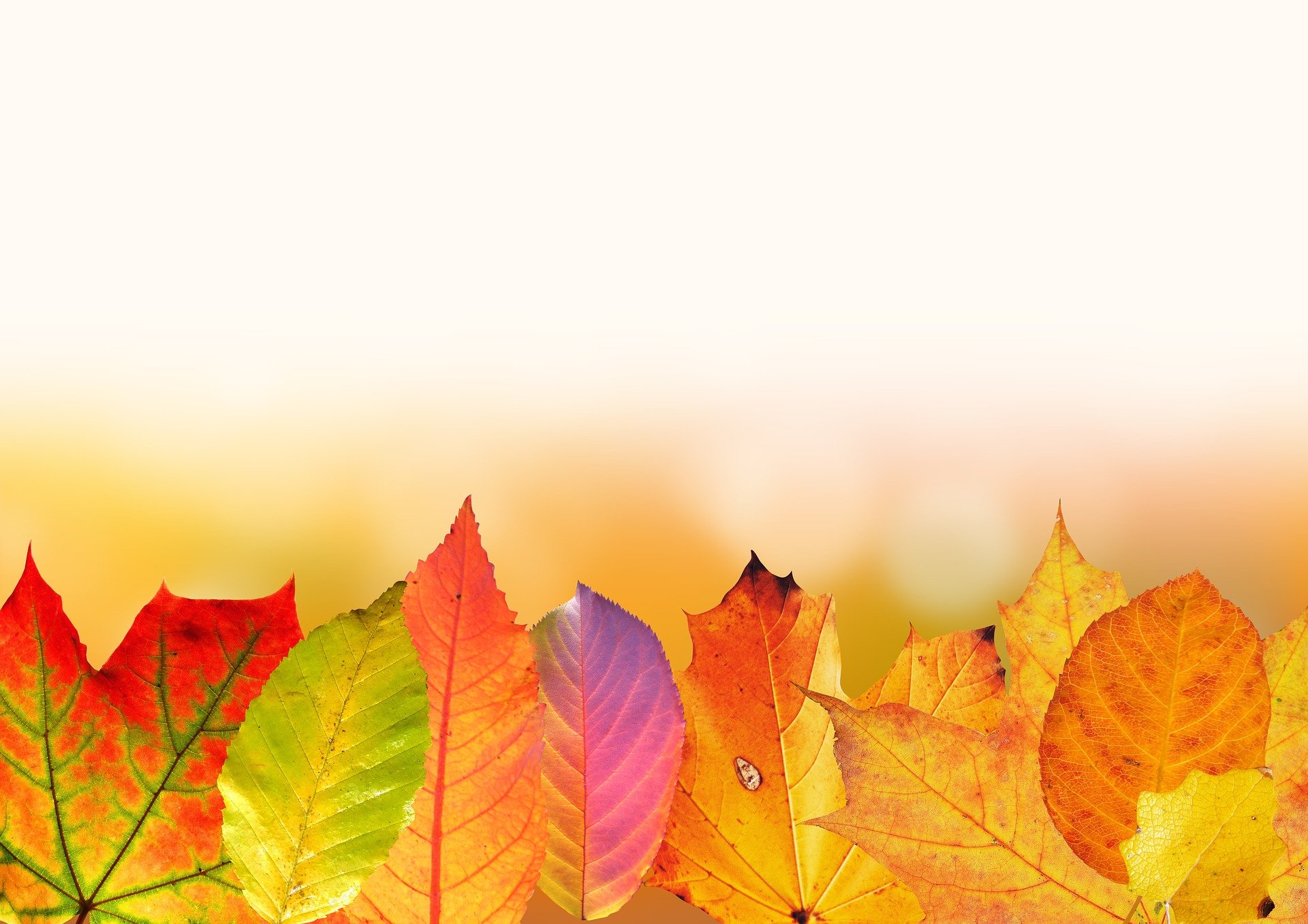 Herbstbild